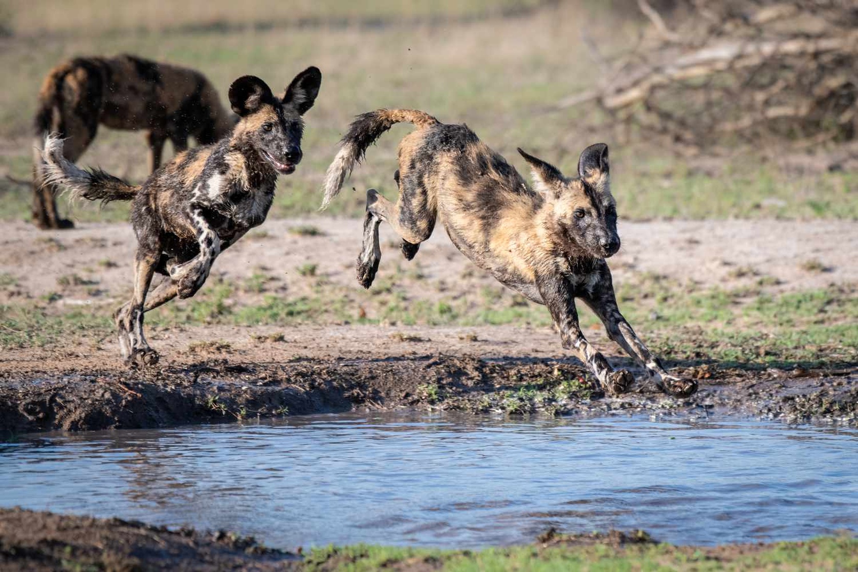 African Wild Dog Picture