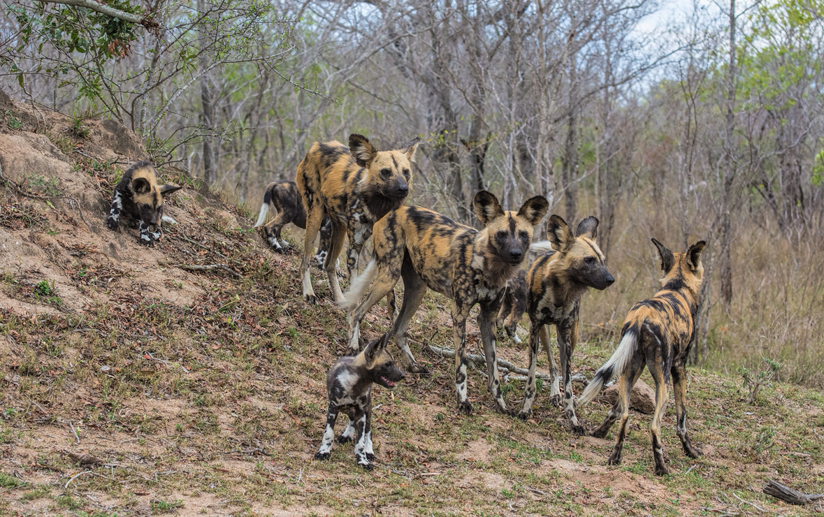 African Wild Dog Picture