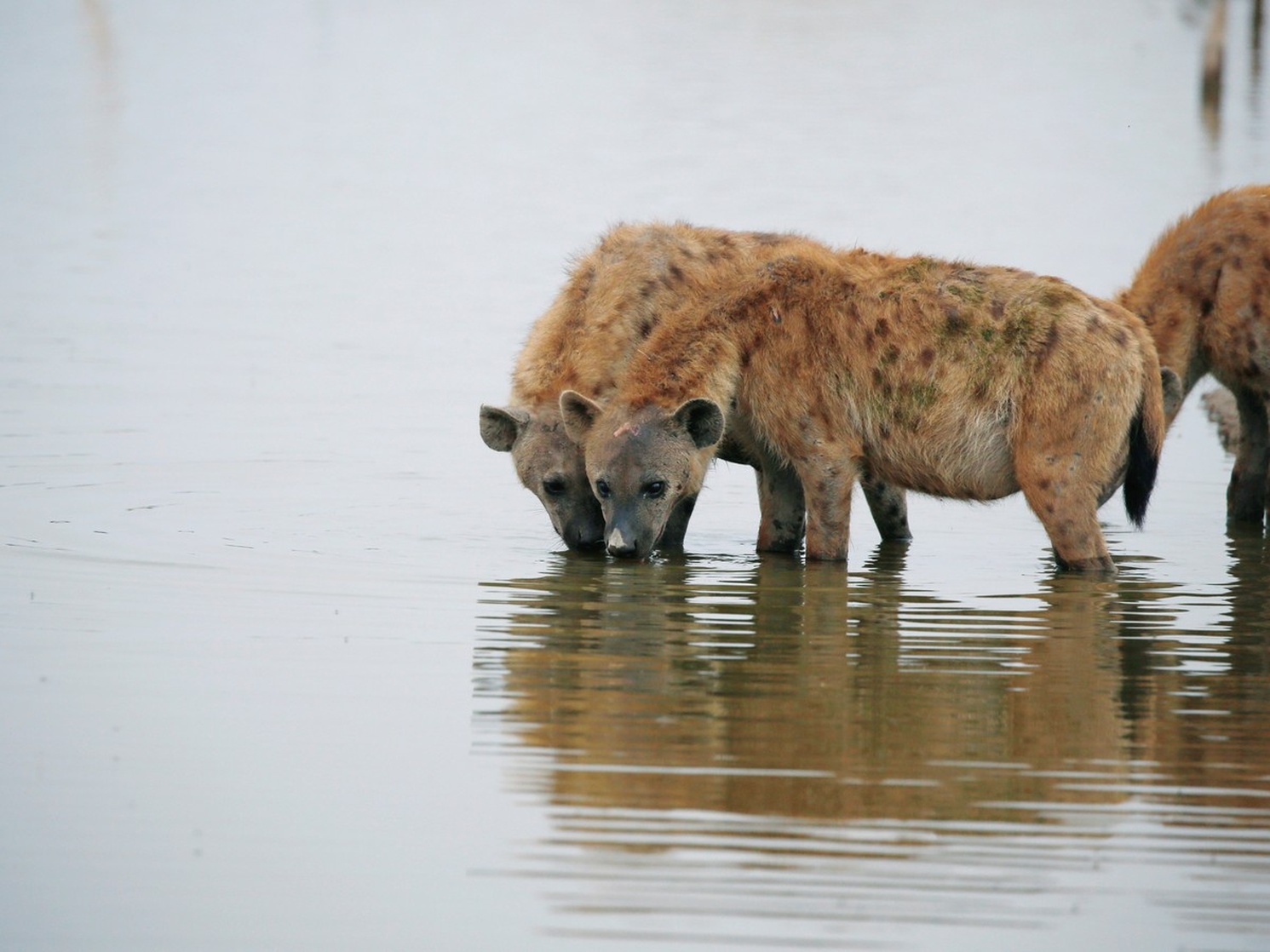 Hyena