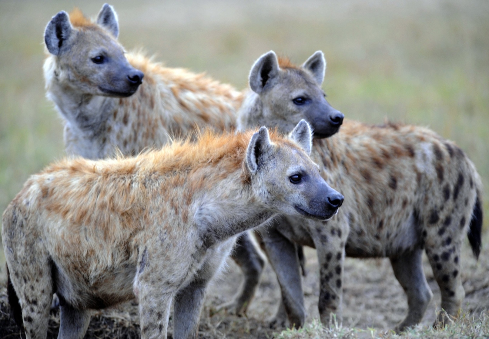 Hyena