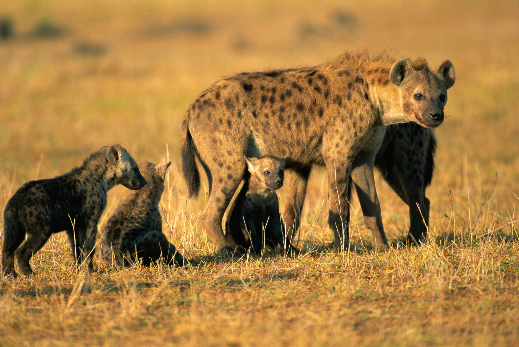 Hyena