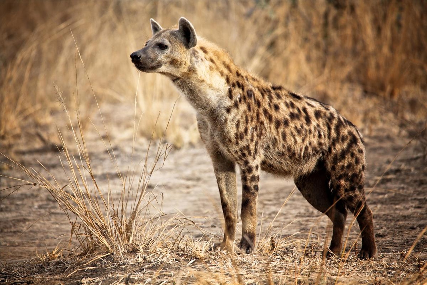 Hyena