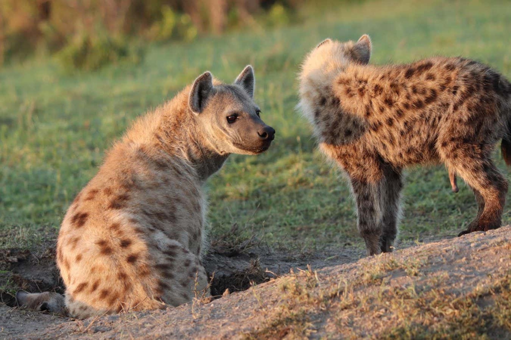 Hyena