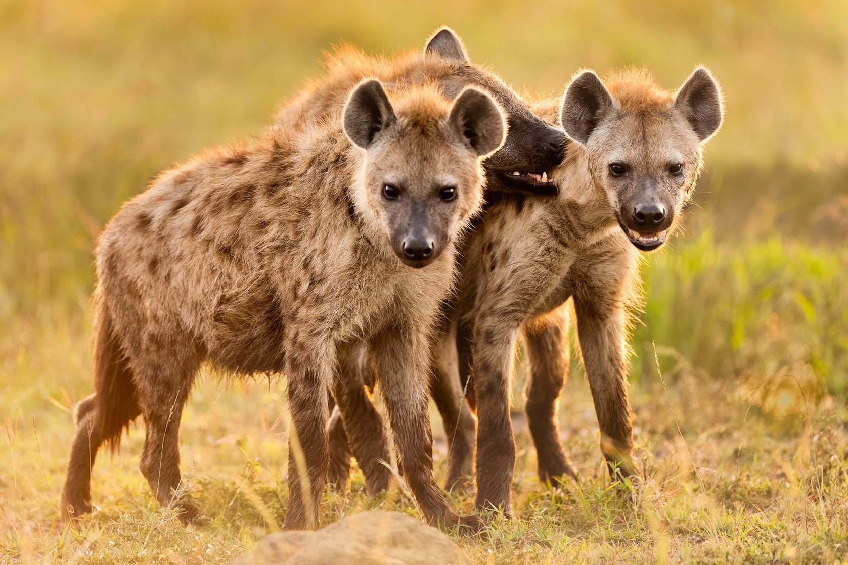 Hyena