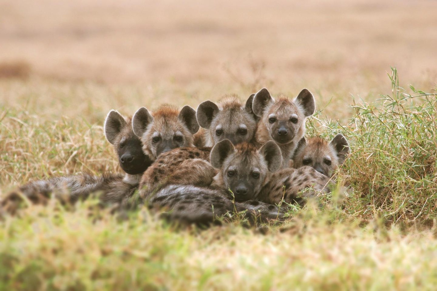 Hyena