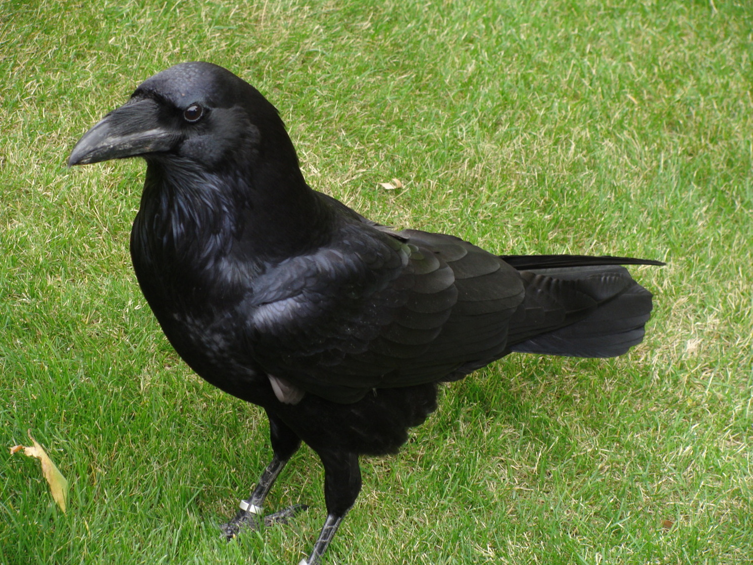 Common Raven