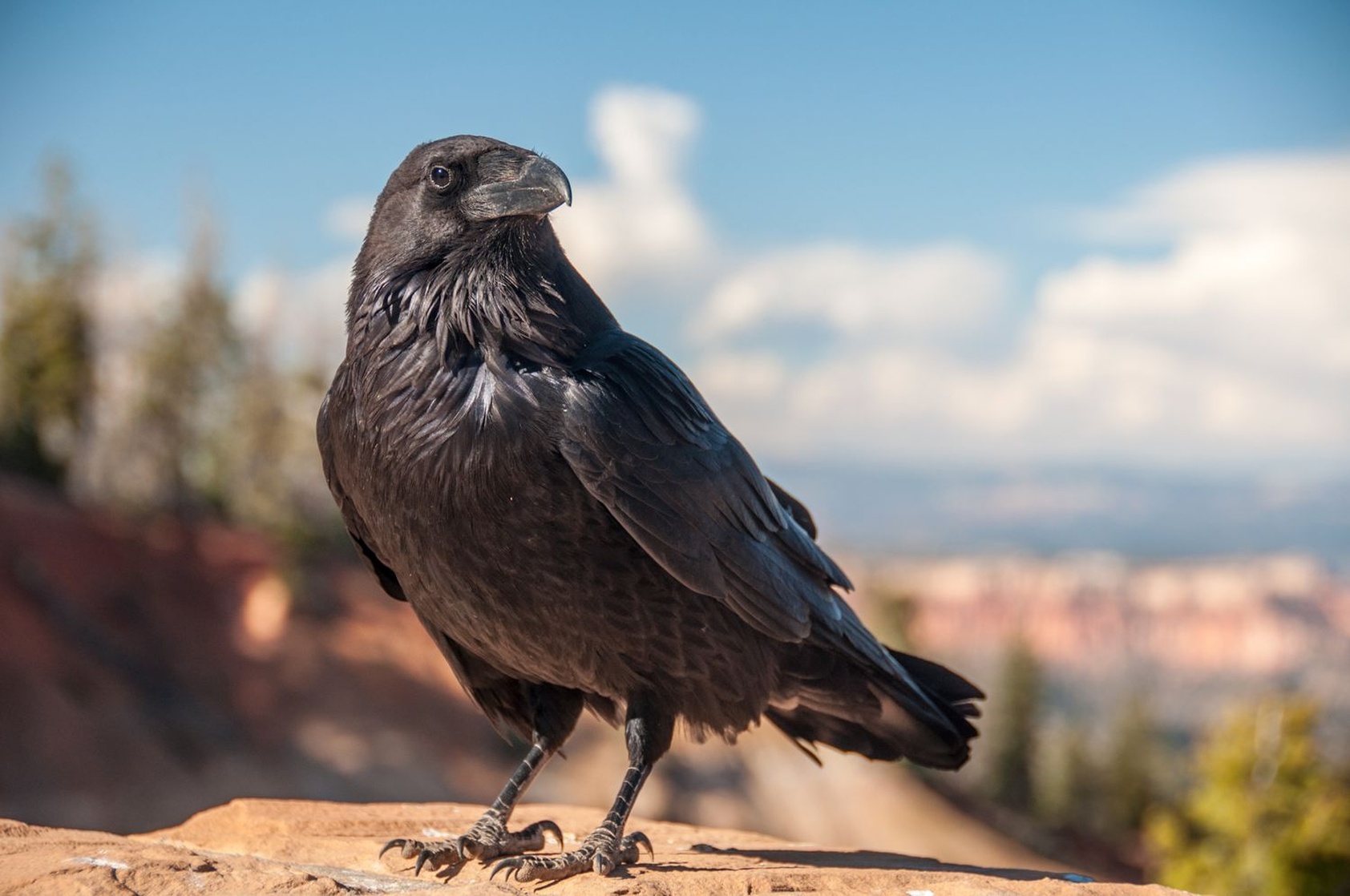 Common Raven