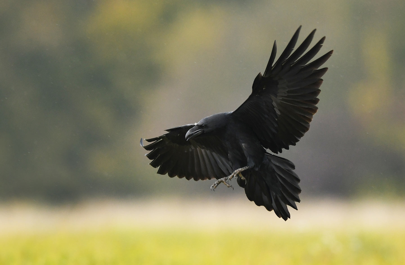 Common Raven