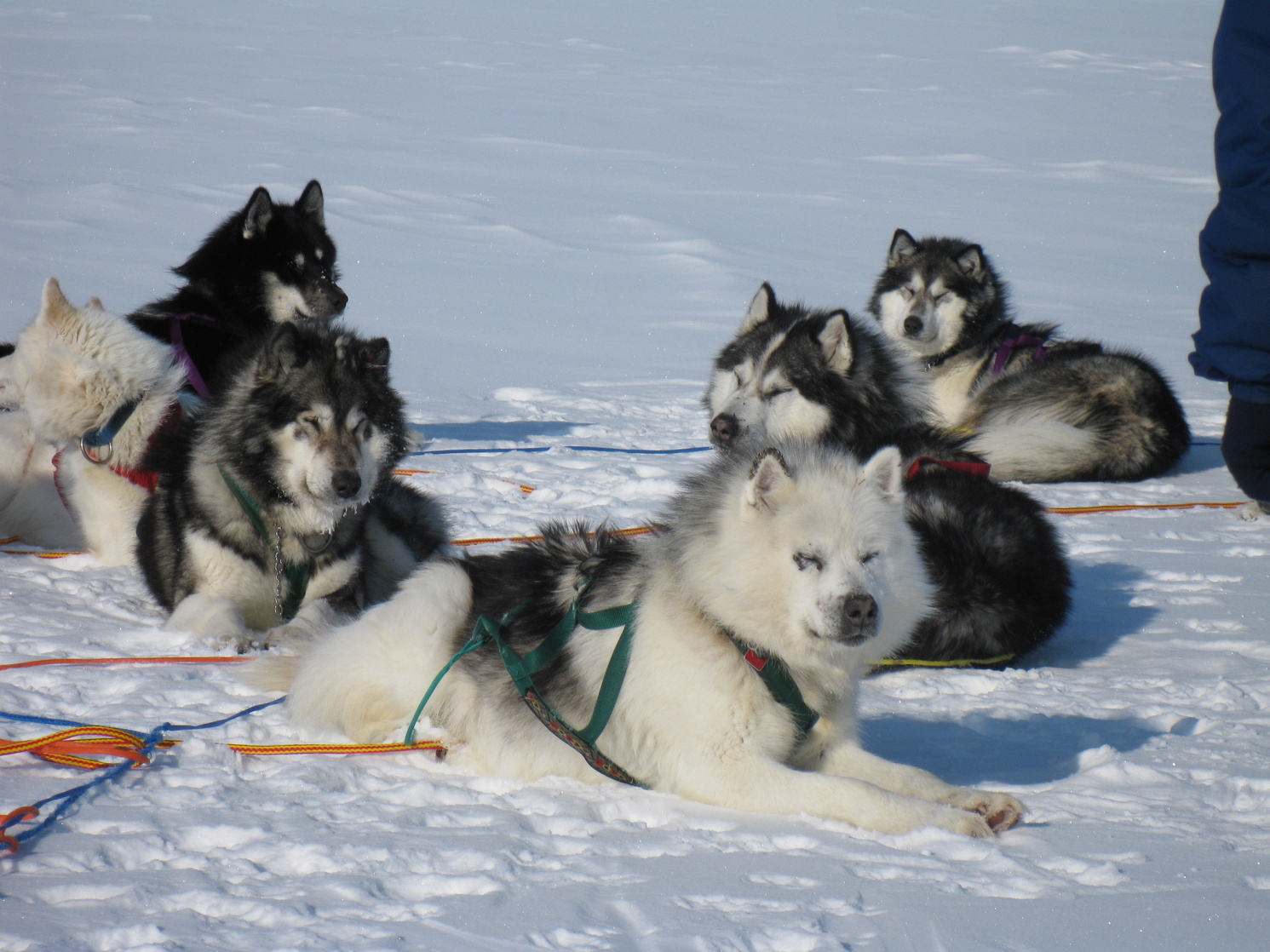 Canadian Inuit Dog picture