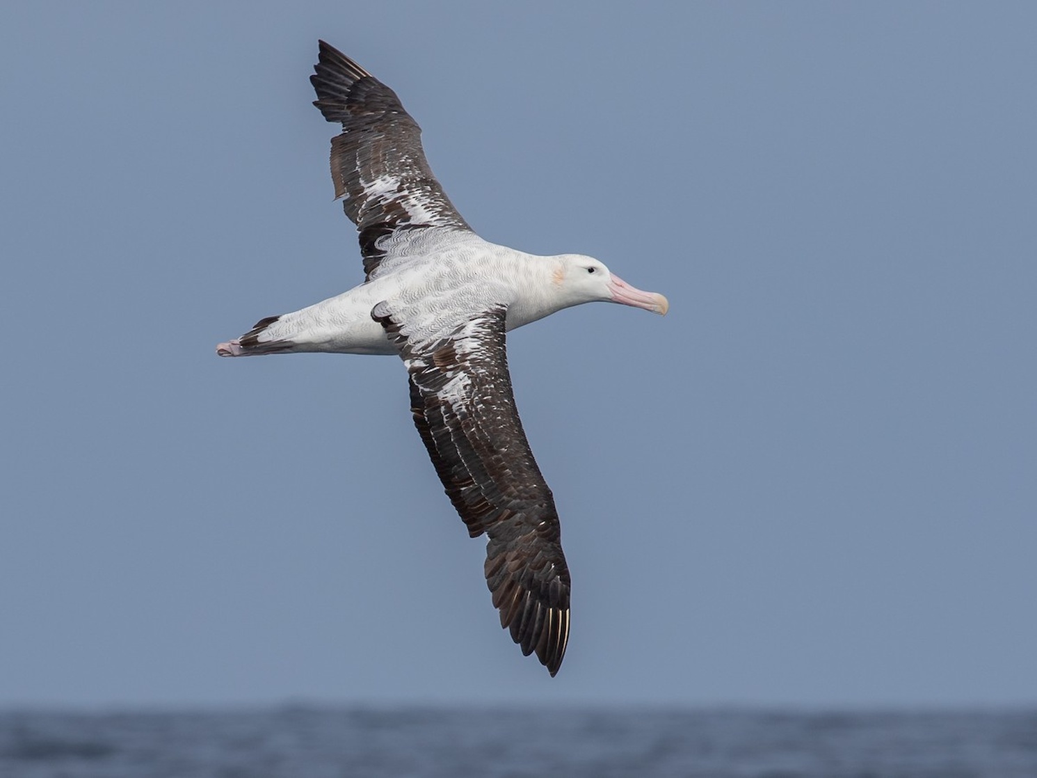 Snowy Albatross