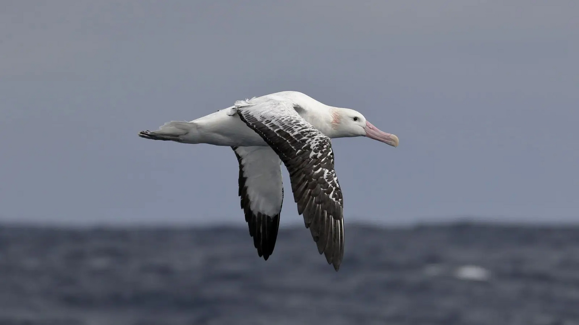 Snowy Albatross