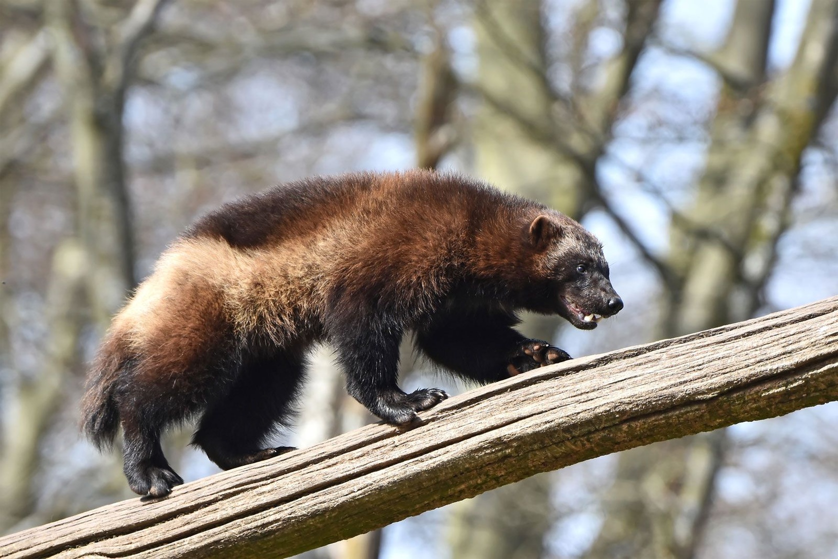 Wolverine (a)