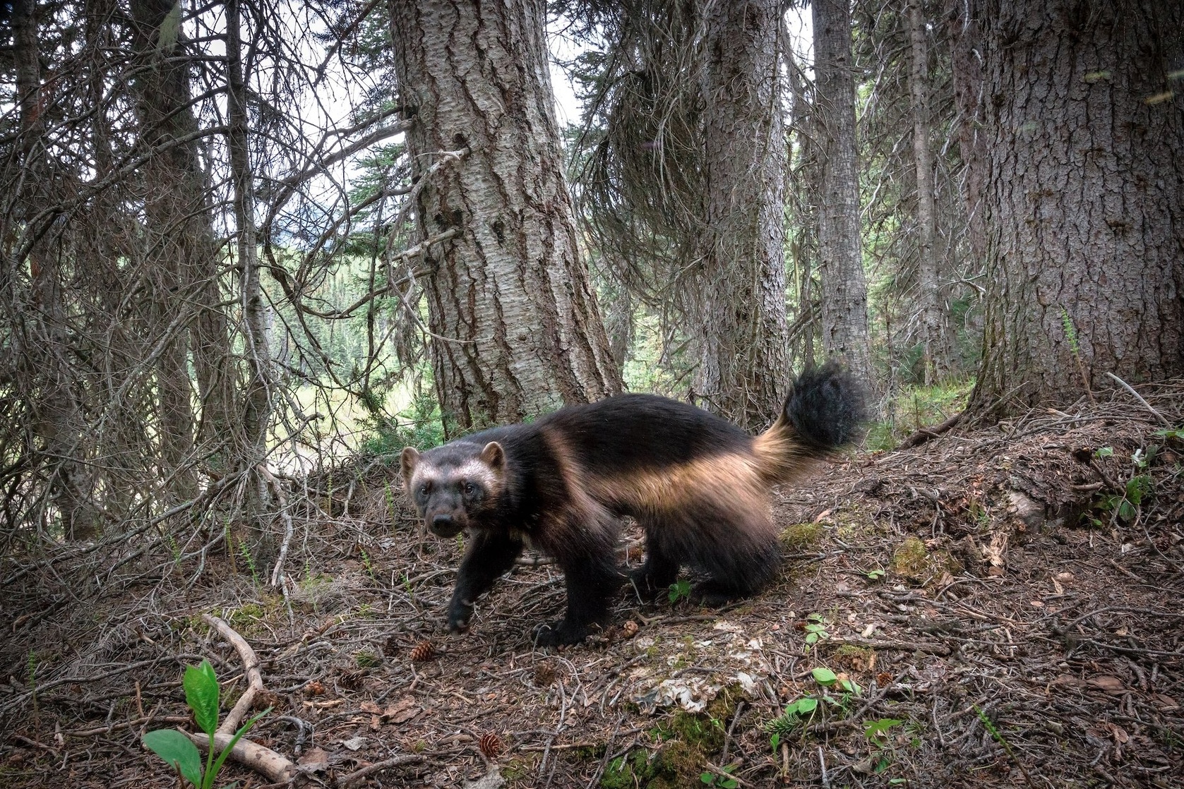 Wolverine (a)