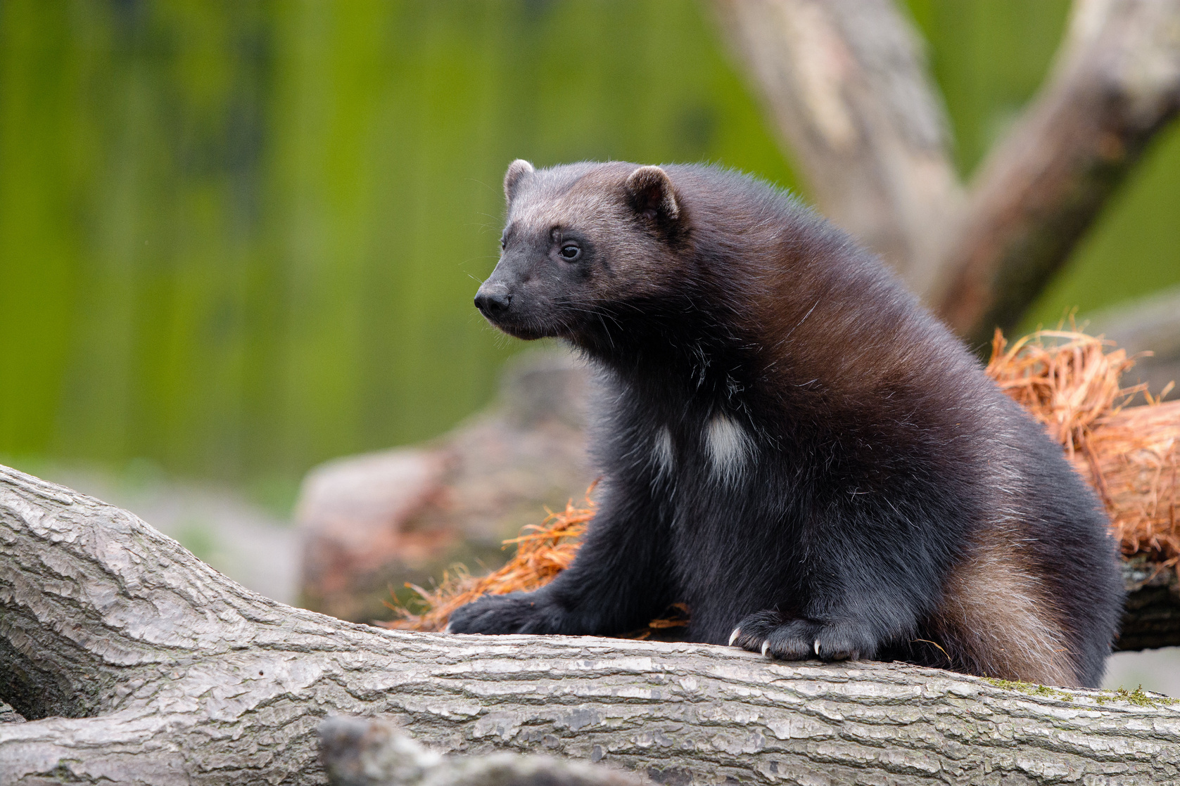 Wolverine (a)