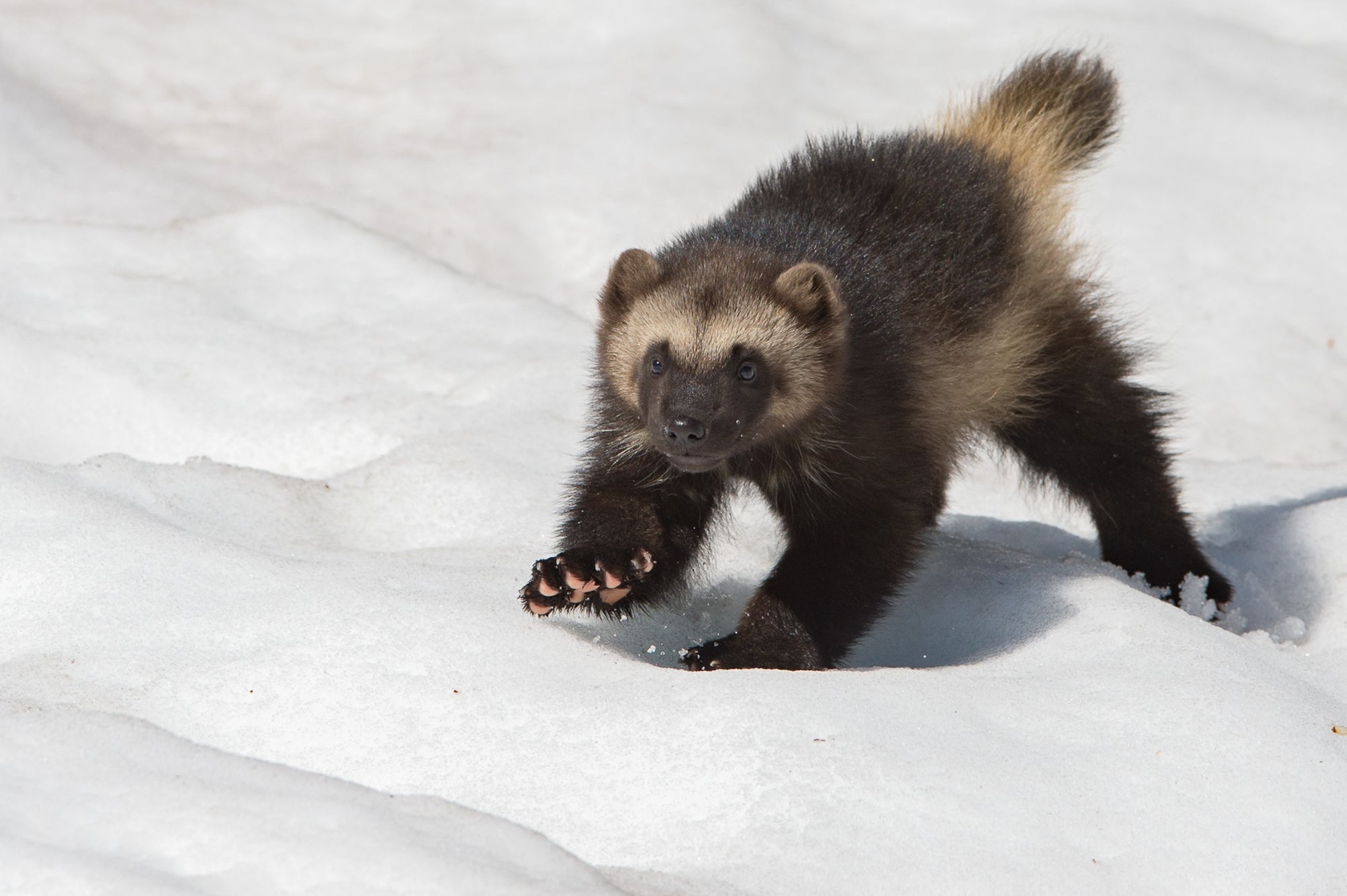 Wolverine (a)