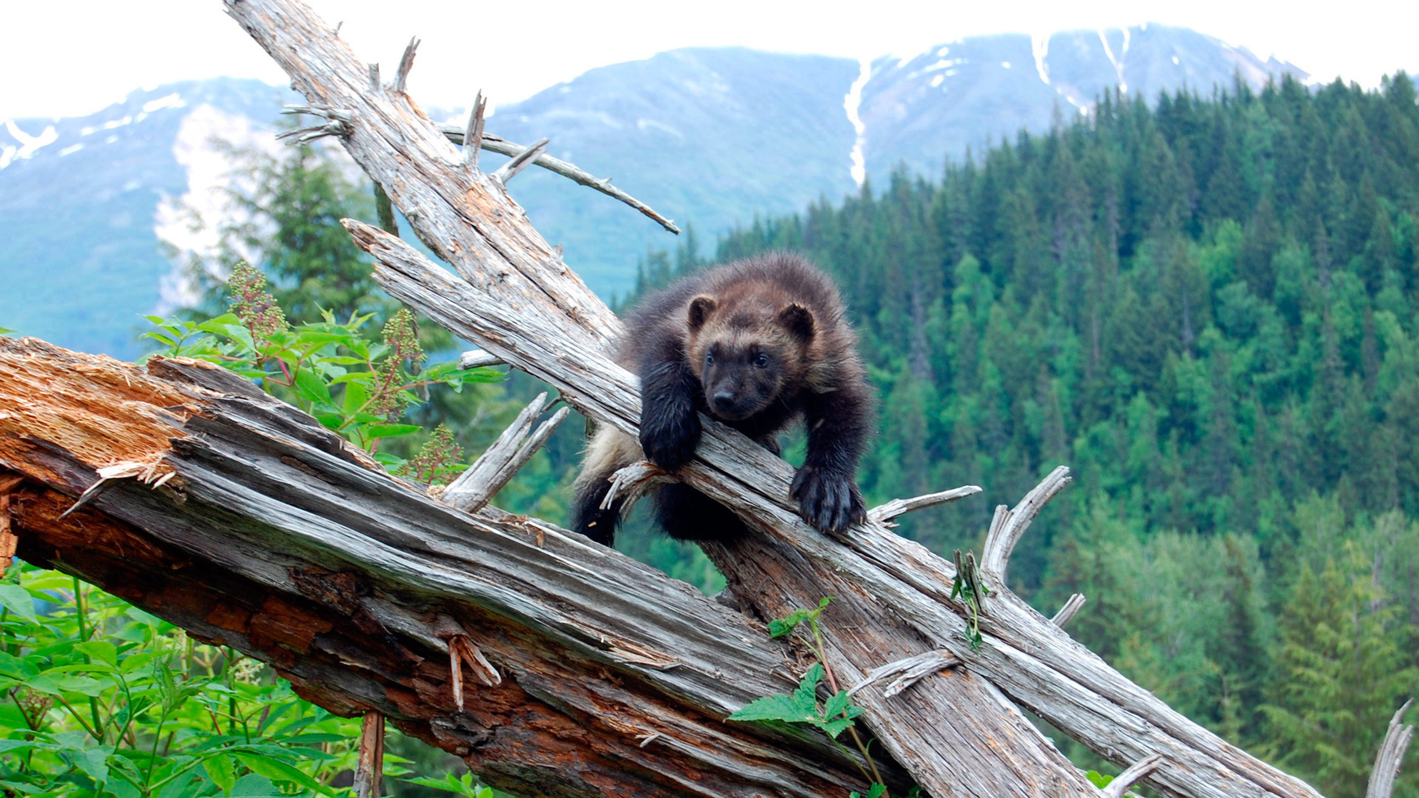 Wolverine (a)