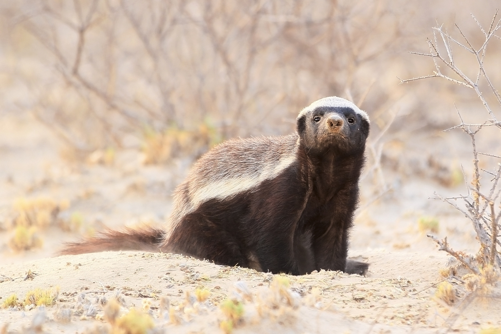 Honey Badger