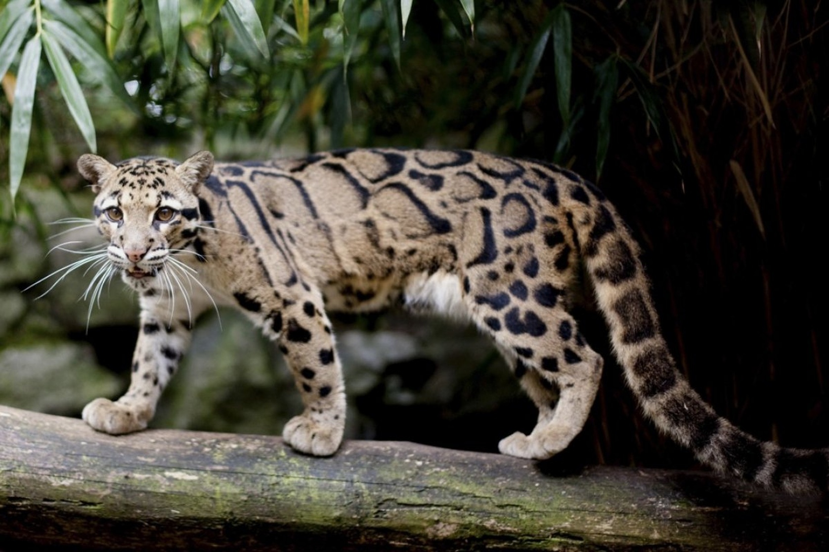 Clouded Leopard