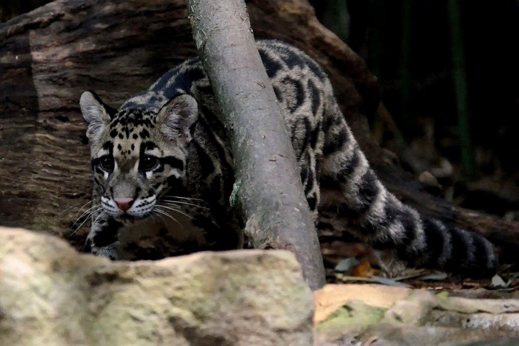 Clouded Leopard