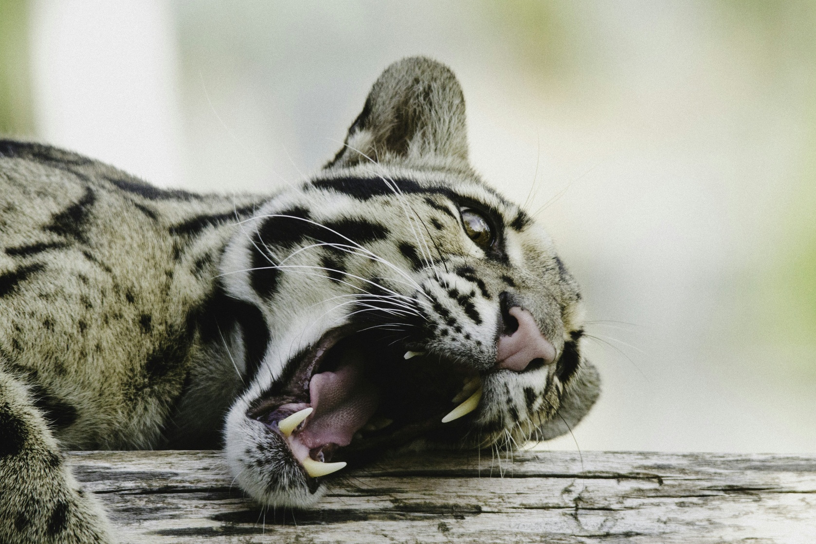 Clouded Leopard