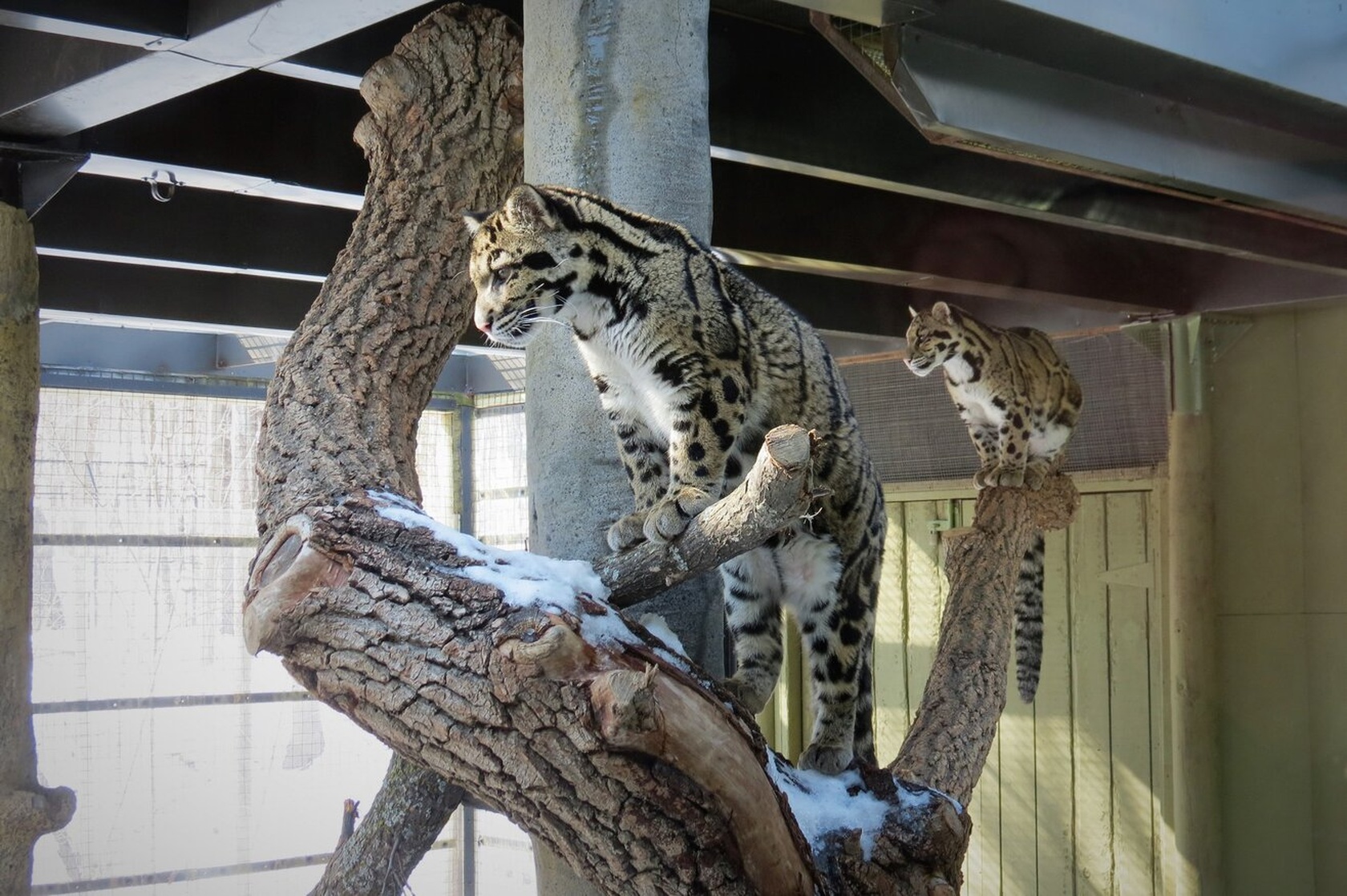 Clouded Leopard