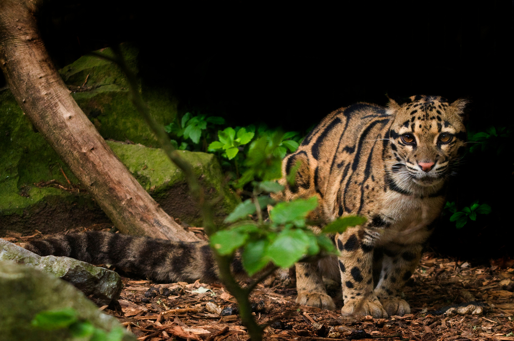 Clouded Leopard