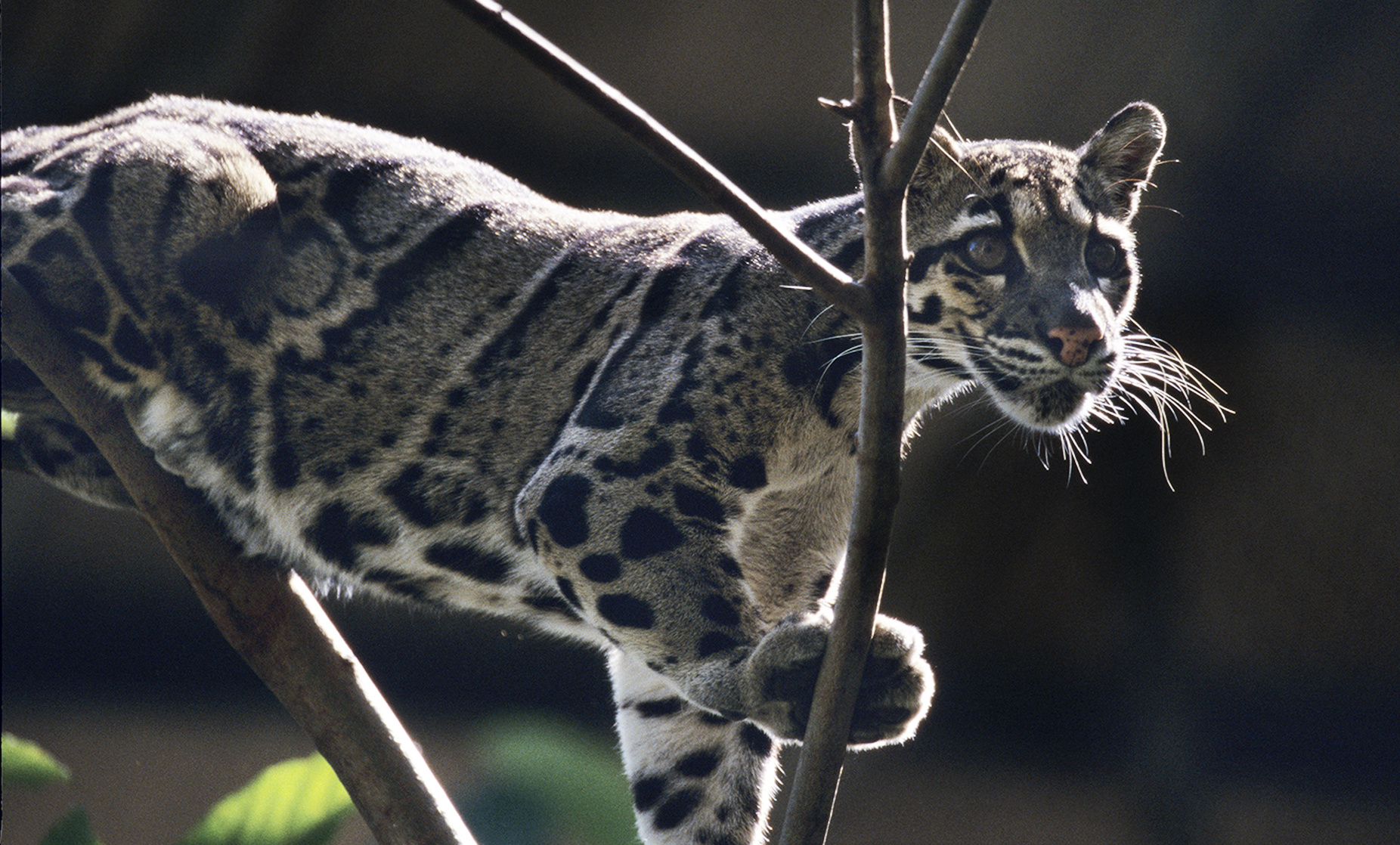 Clouded Leopard
