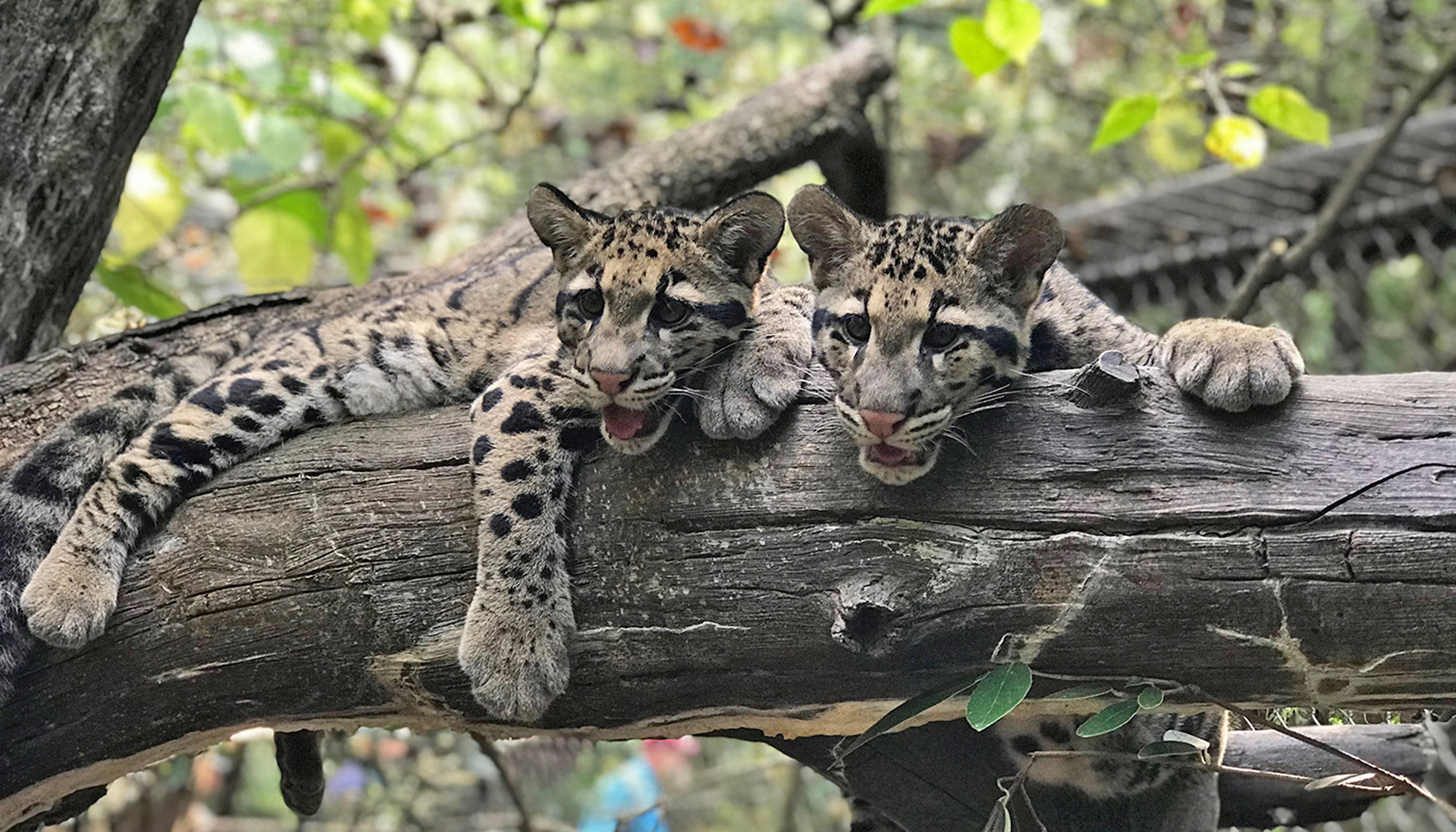 Clouded Leopard