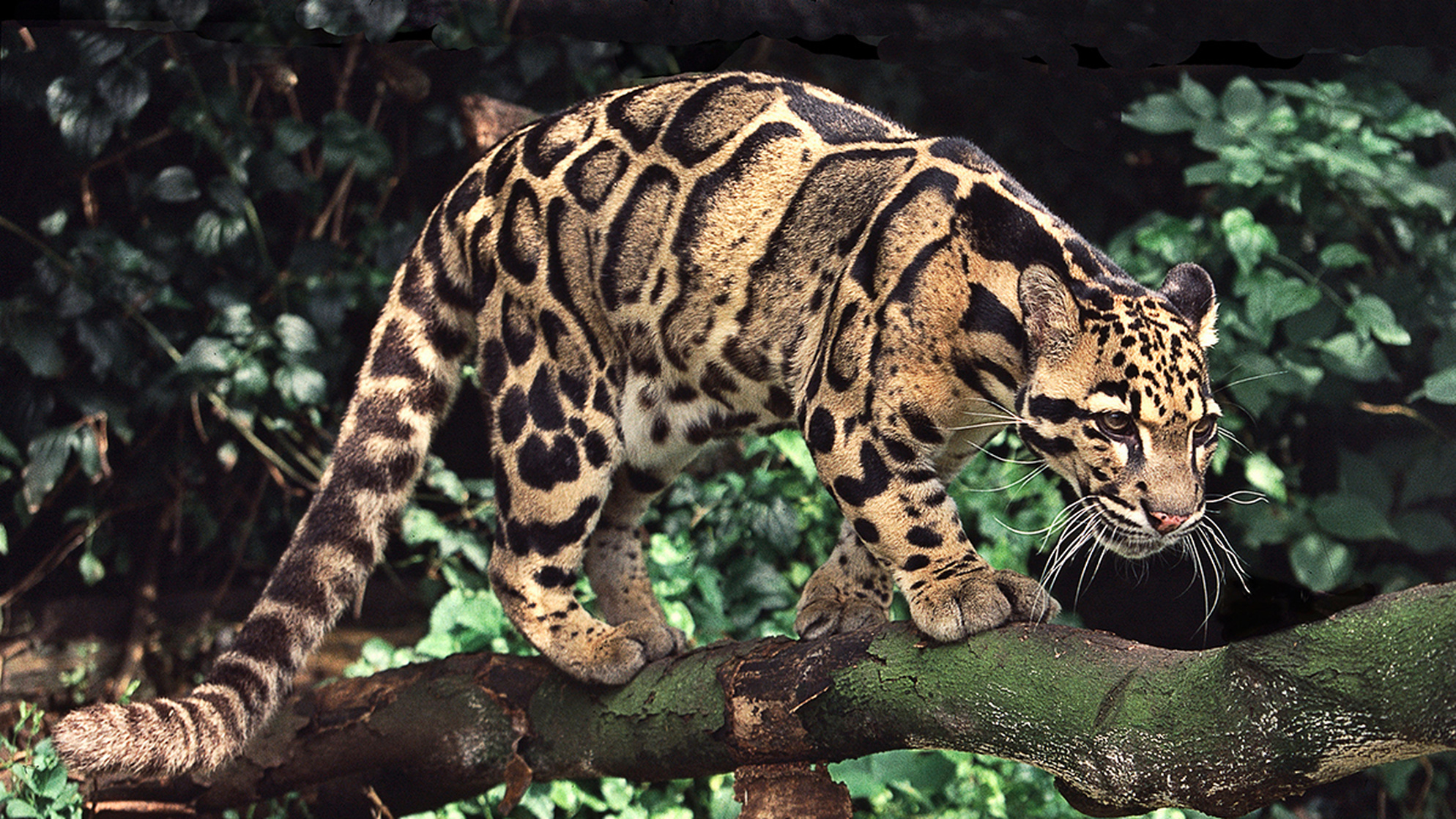 Clouded Leopard