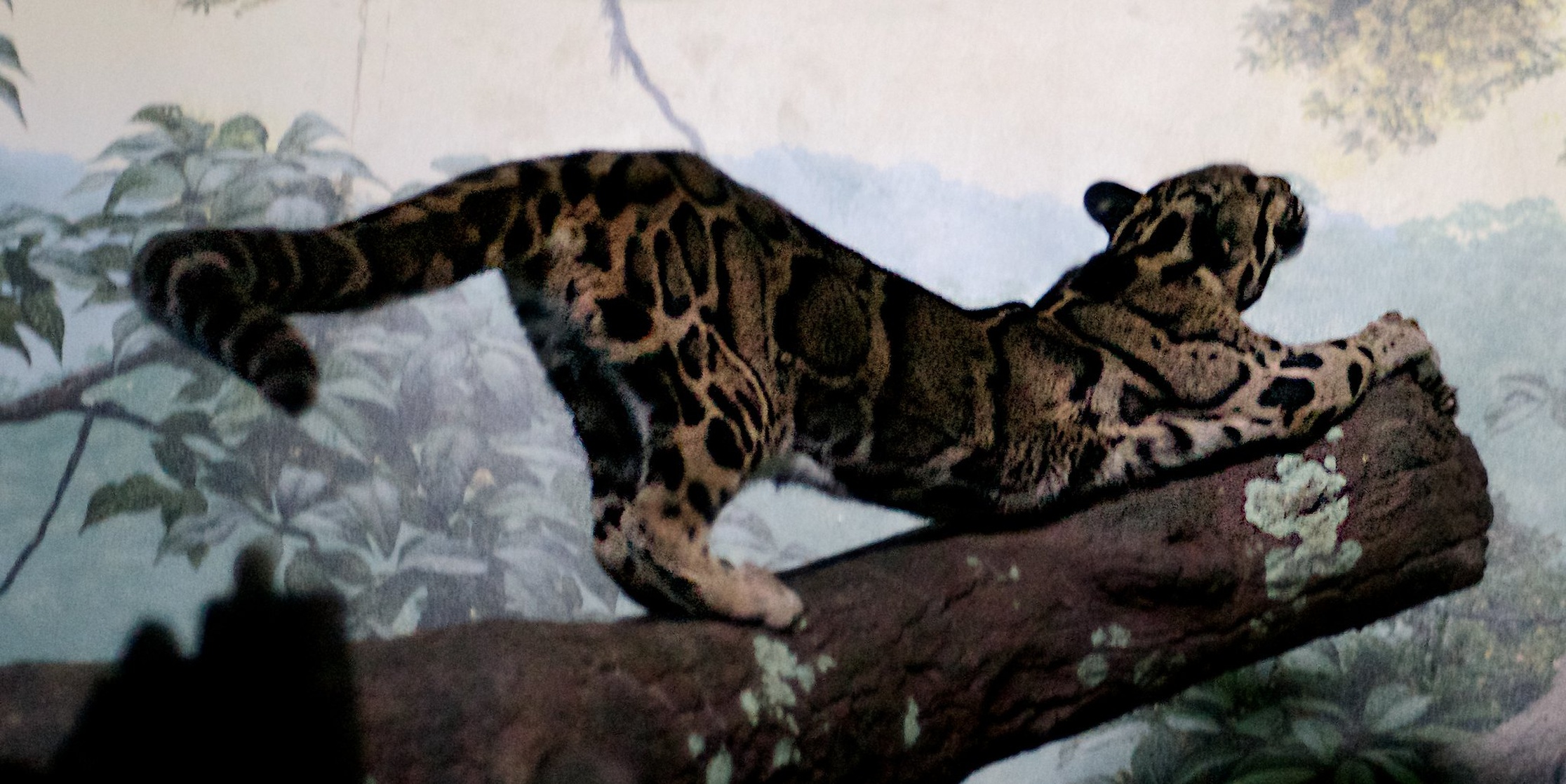 Clouded Leopard