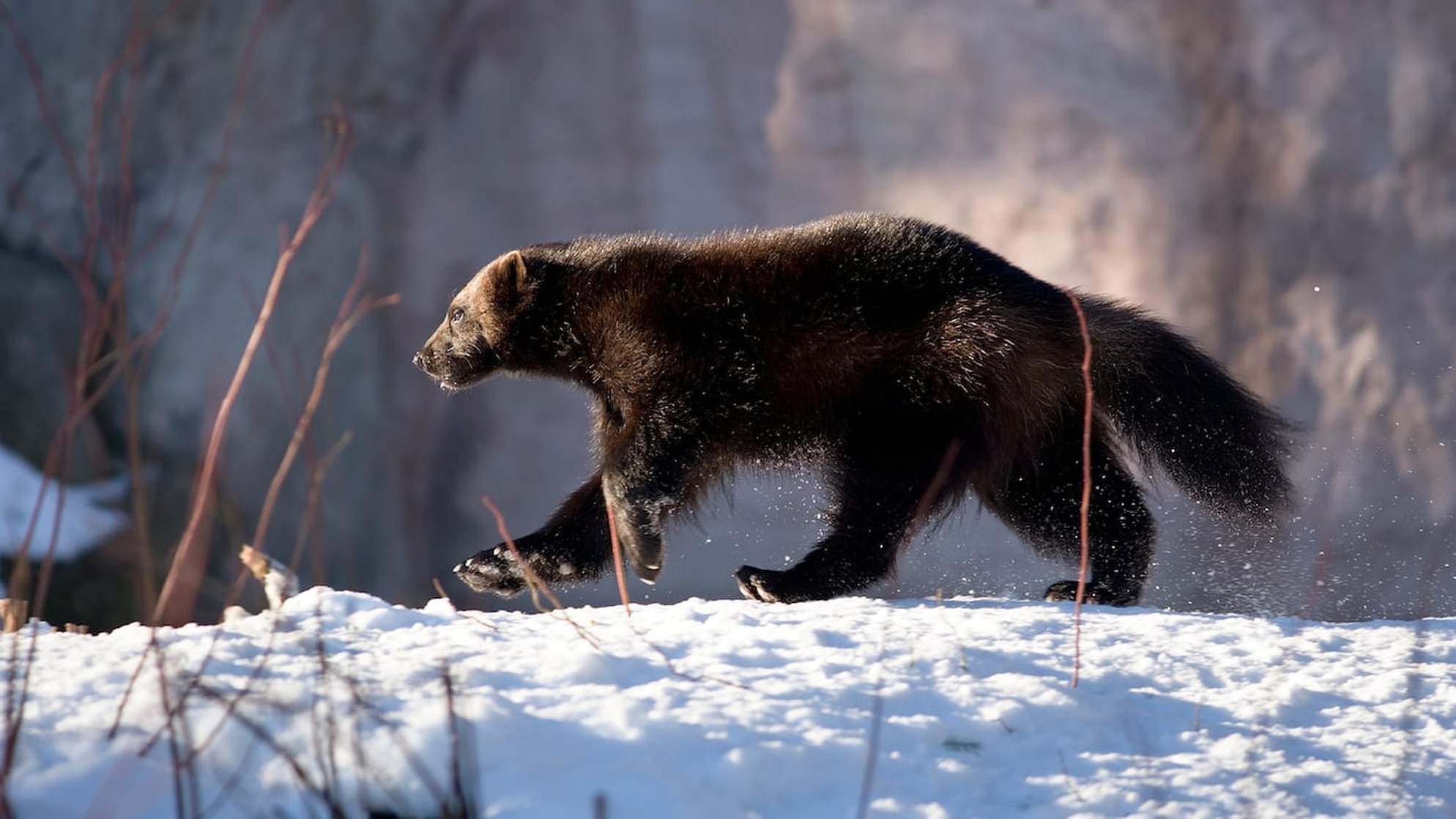 Wolverine (a)