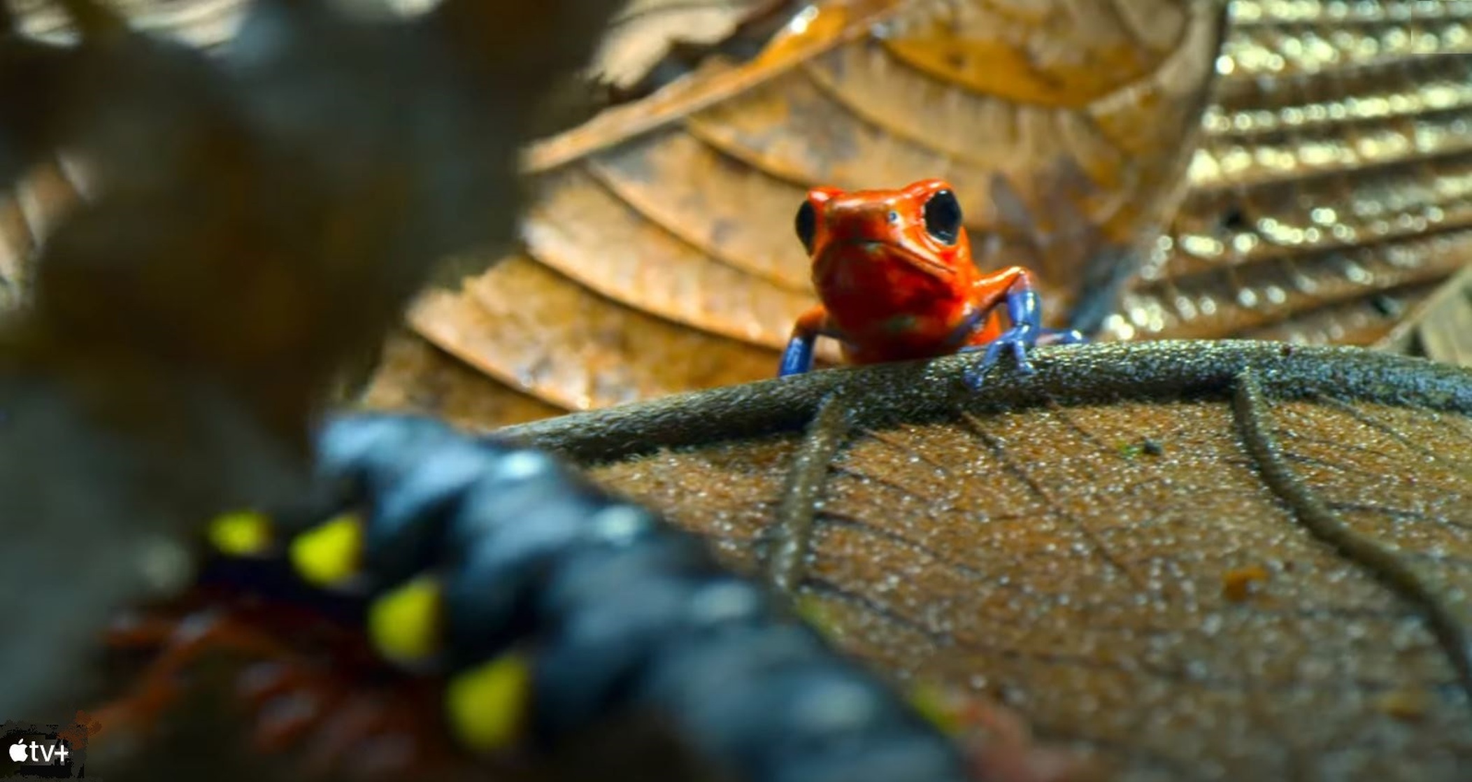 Tiny World Tiny World