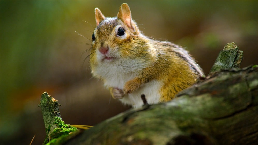 Tiny World Tiny World