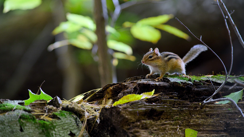 Tiny World