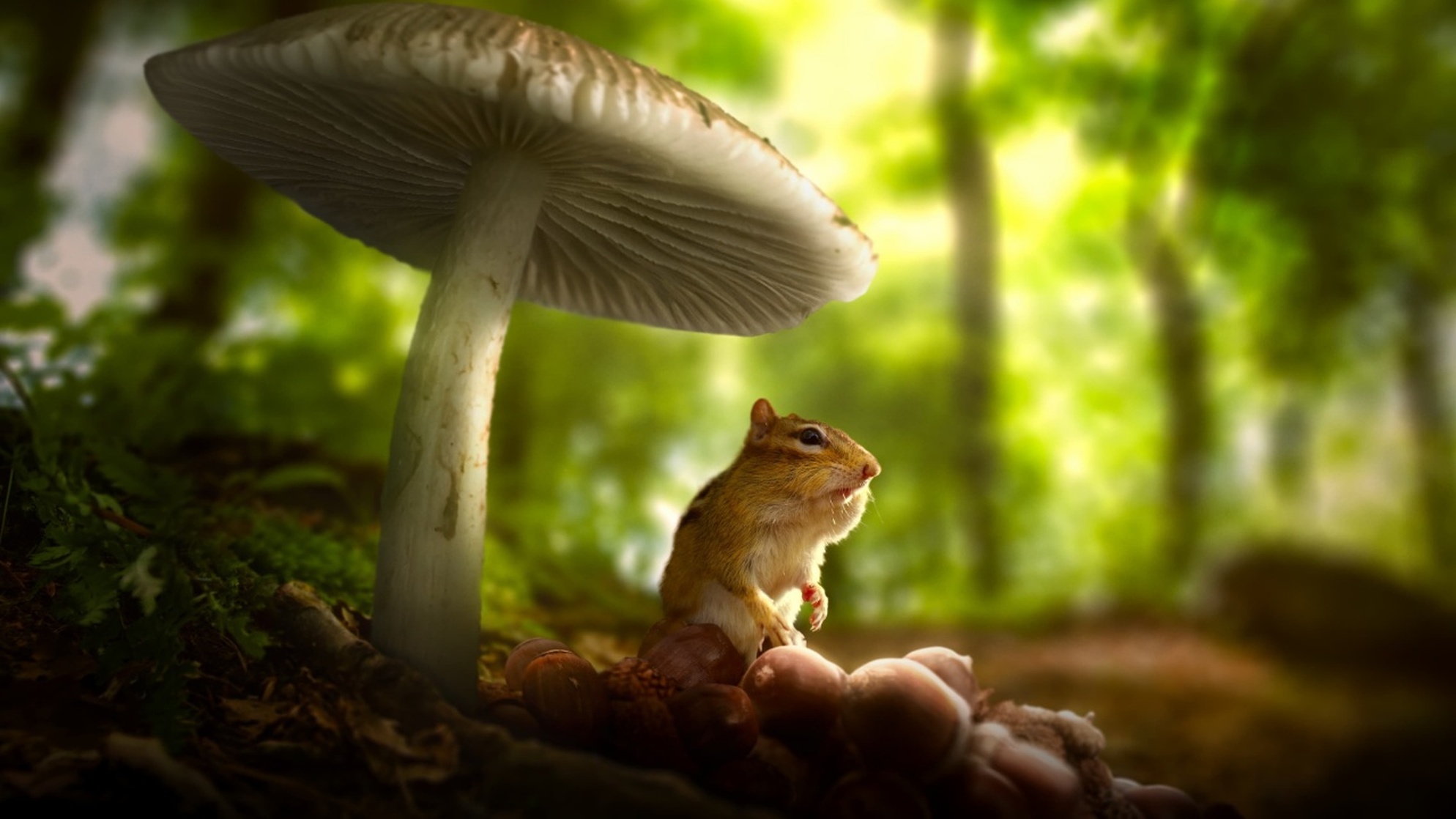 Tiny World Tiny World