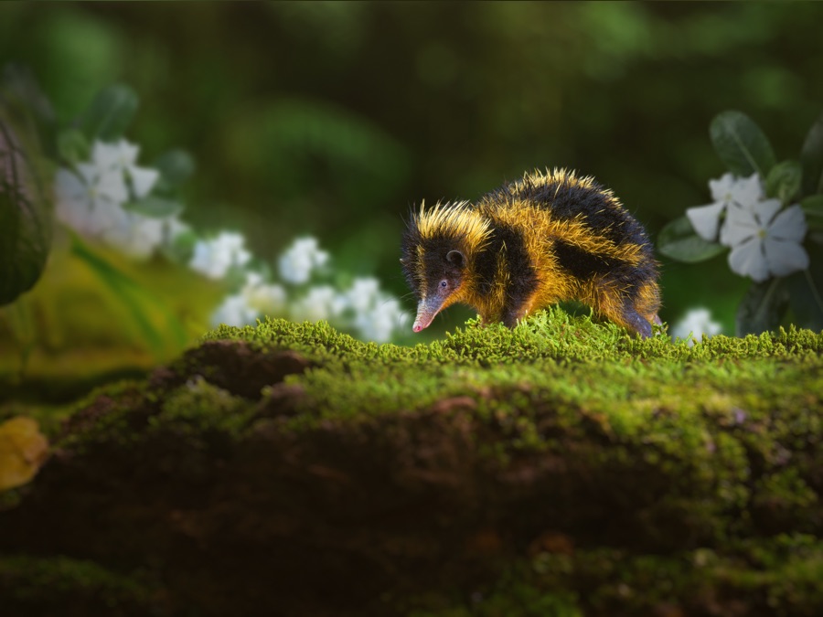 Tiny World Tiny World