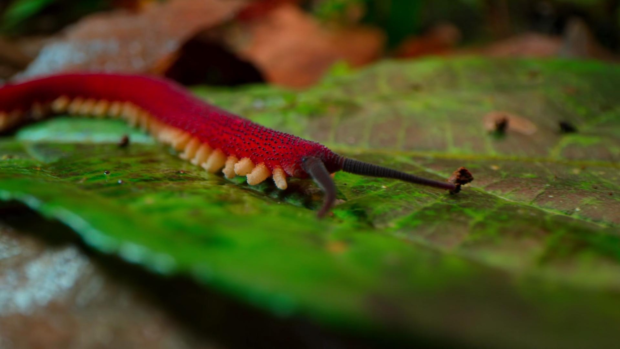 Tiny World Tiny World