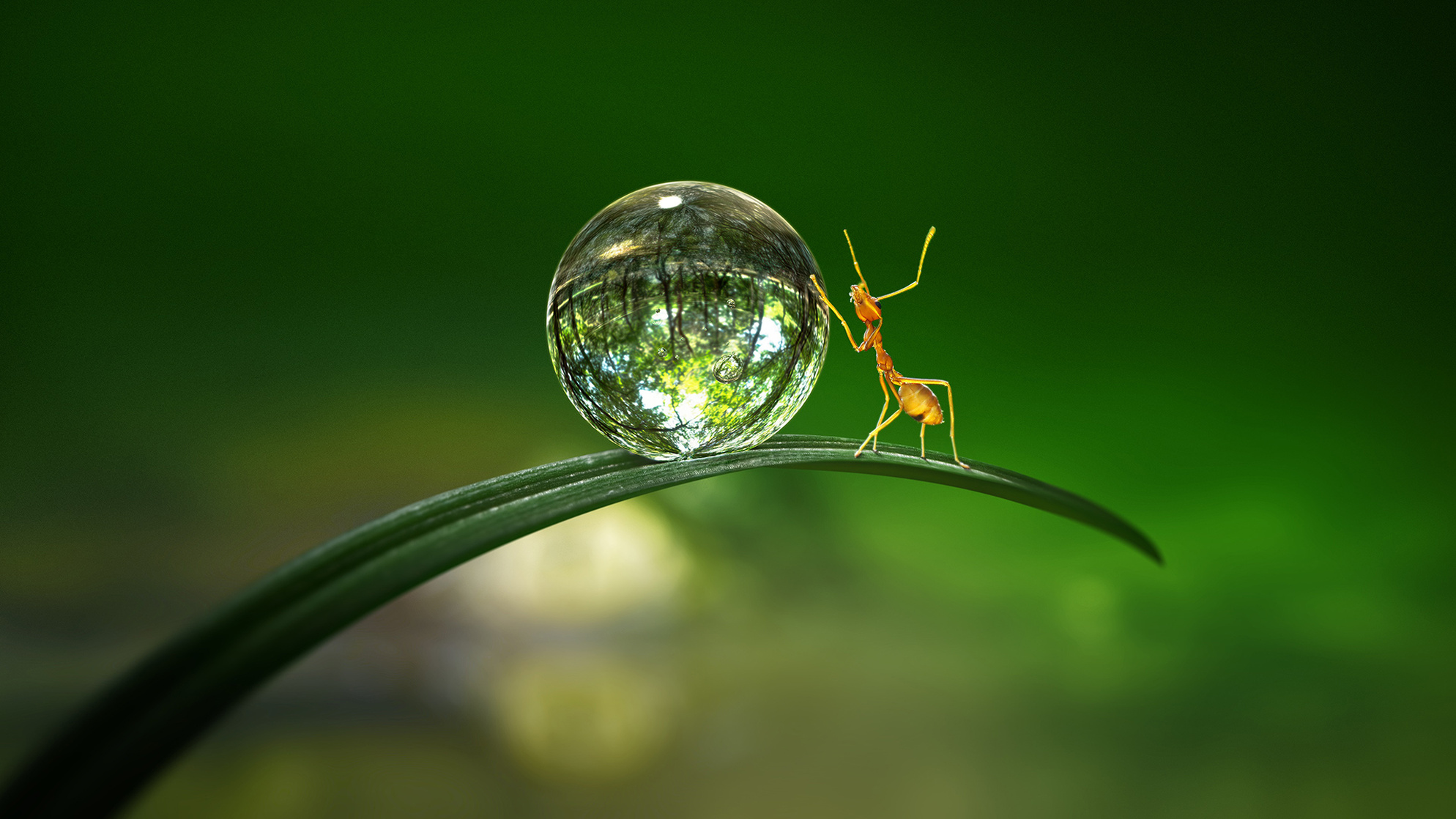 Tiny World Tiny World