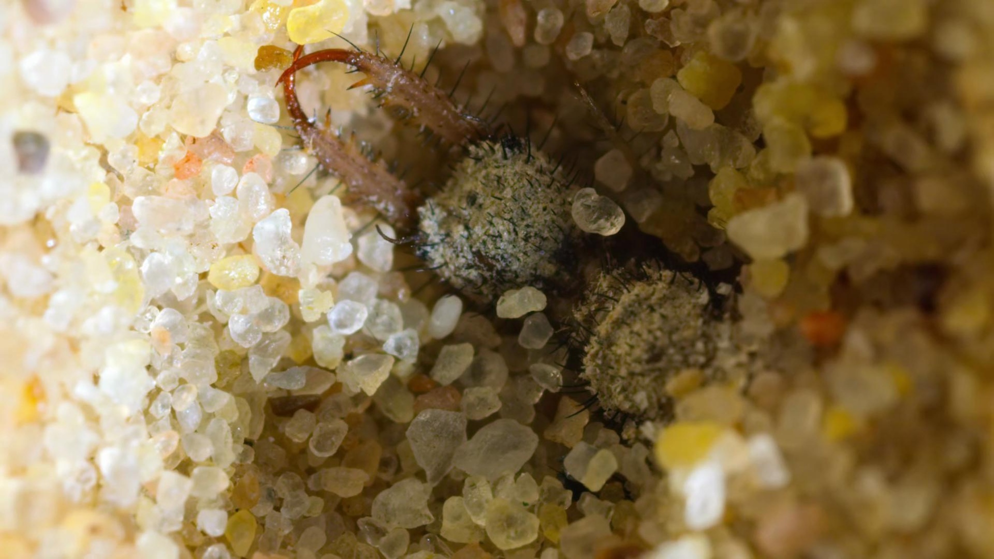 Tiny World