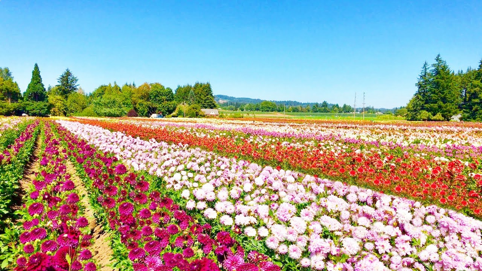 Swan Island Annual Dahlia Festival