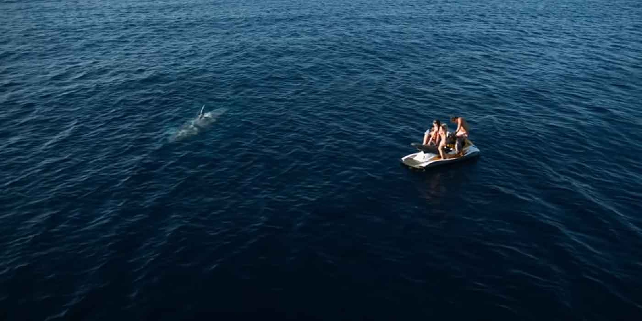 Shark Bait