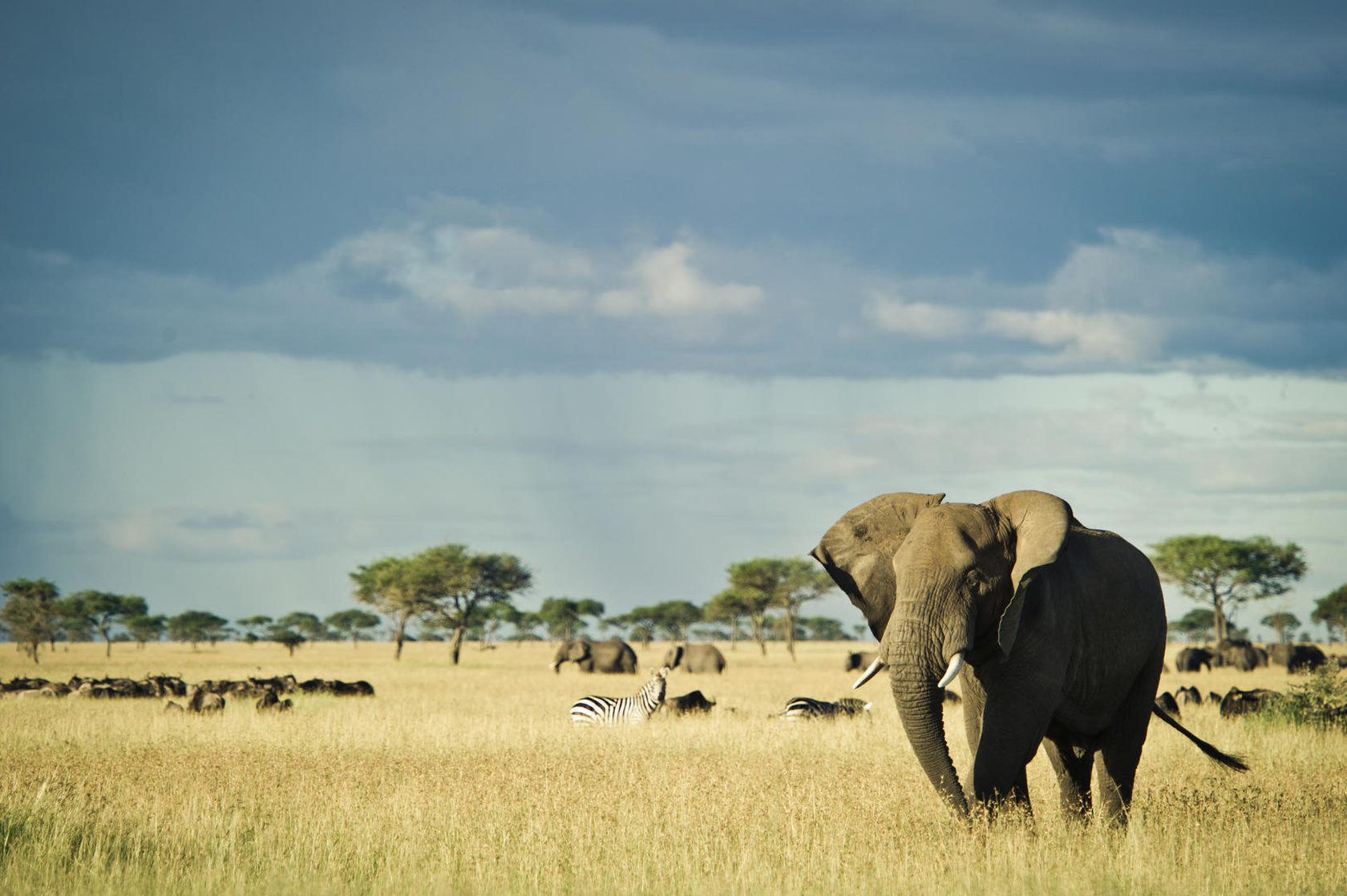 Serengeti National Park Serengeti National Park