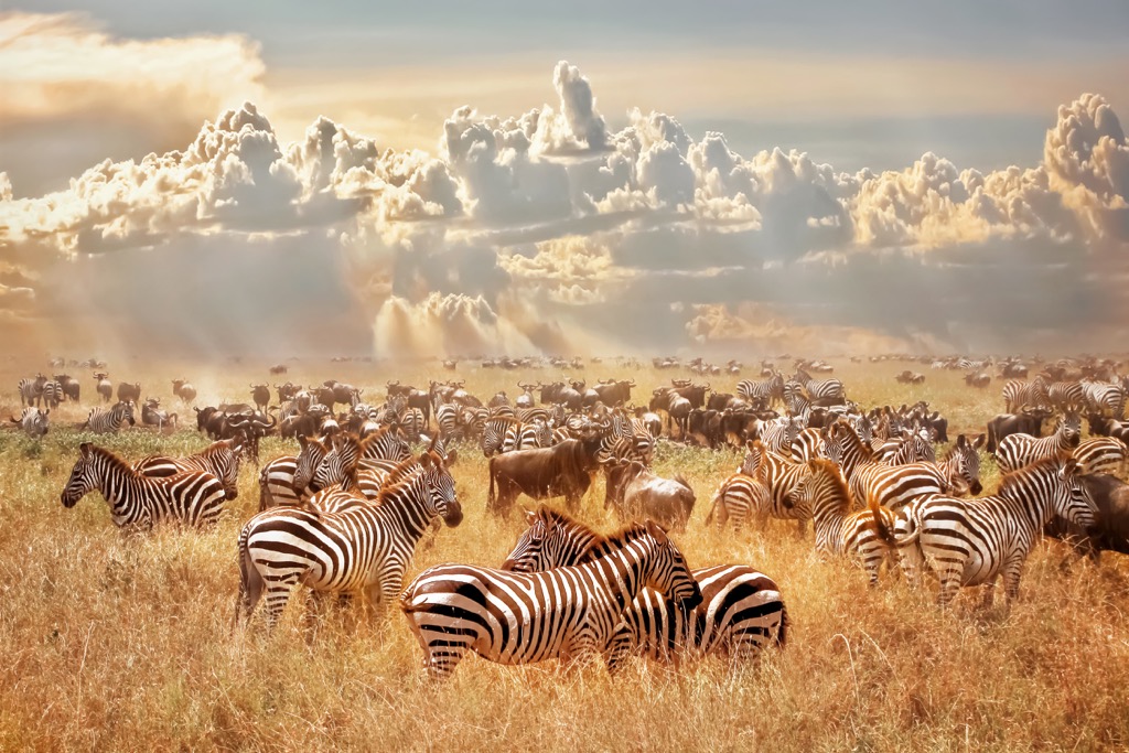 Serengeti National Park Serengeti National Park