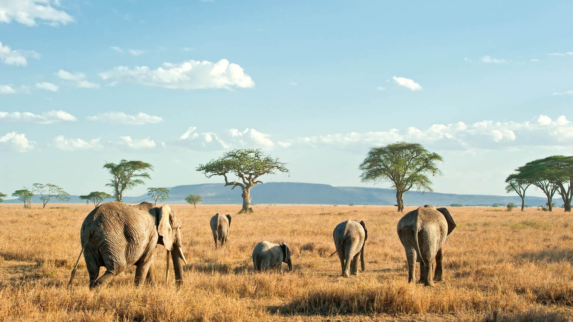 Serengeti National Park Serengeti National Park