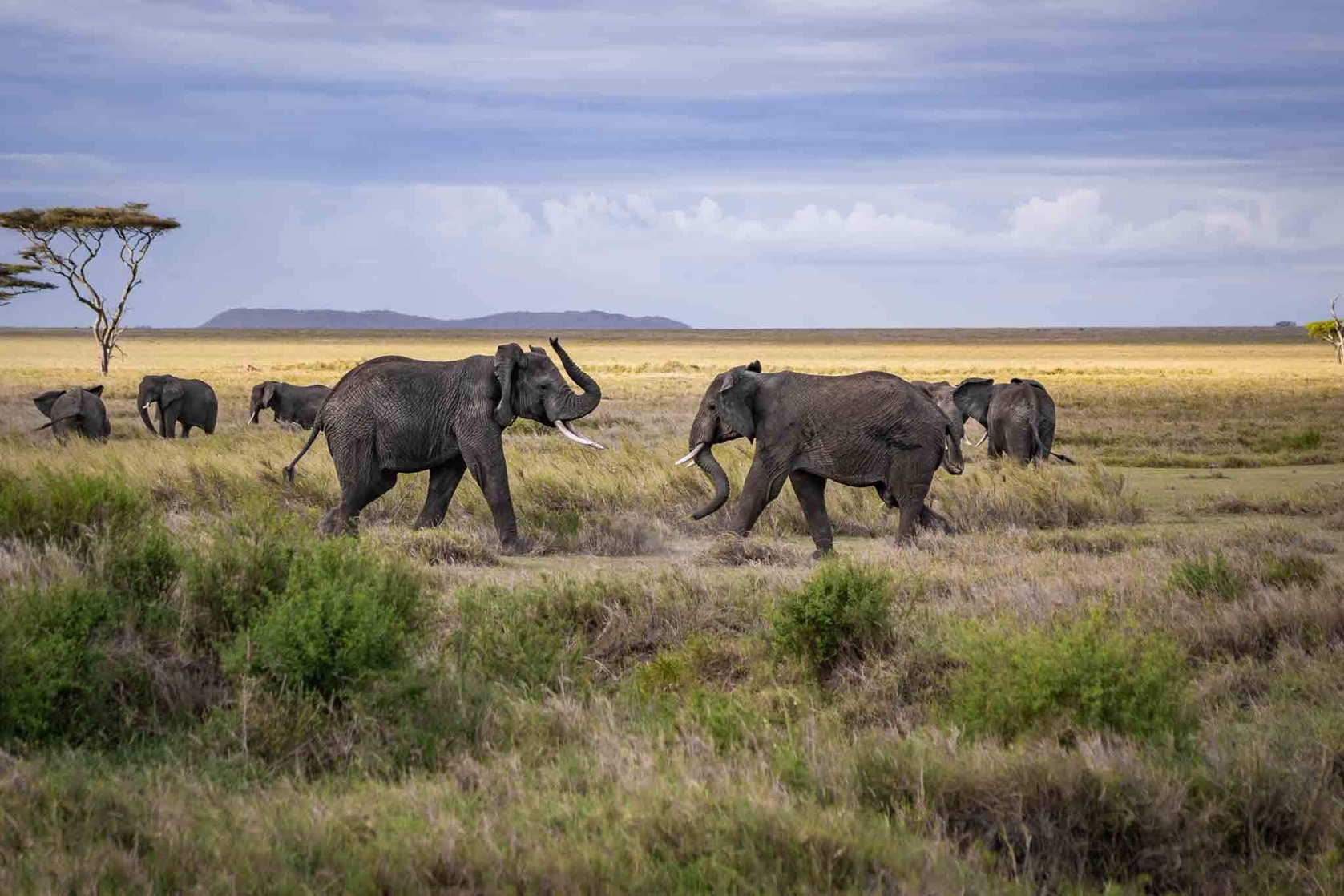 Serengeti National Park Serengeti National Park