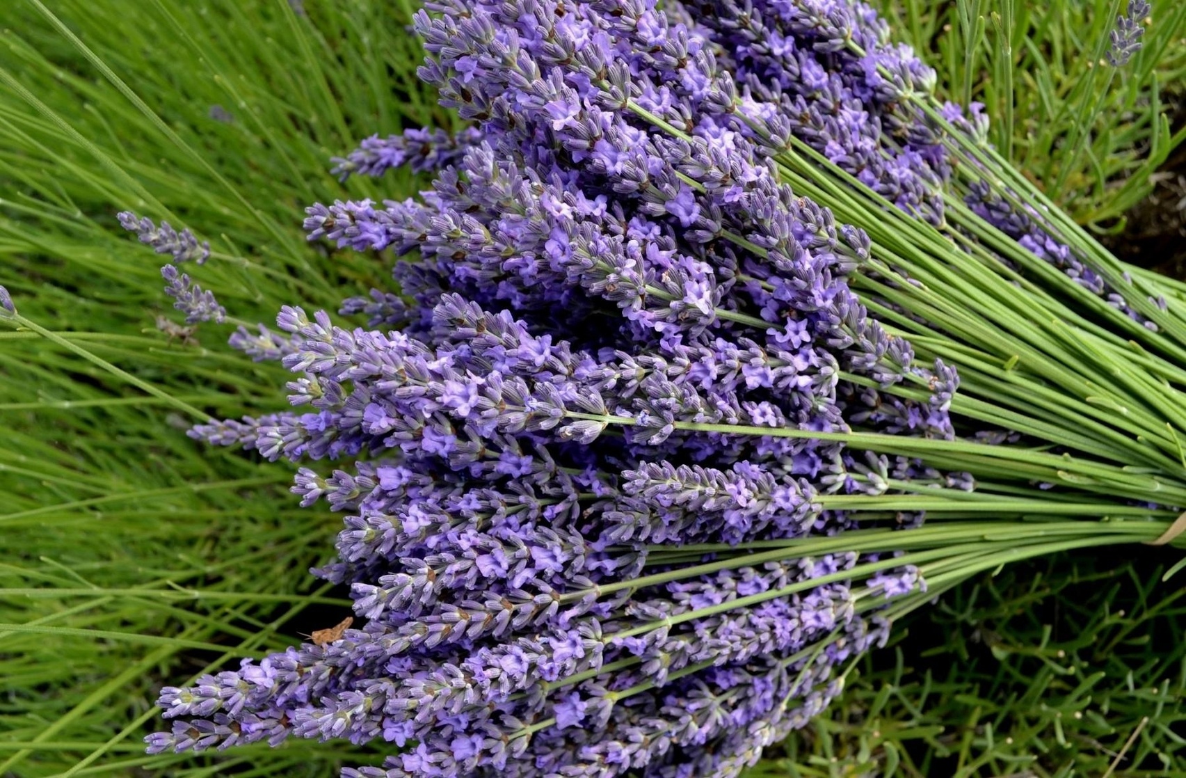 Lavandula