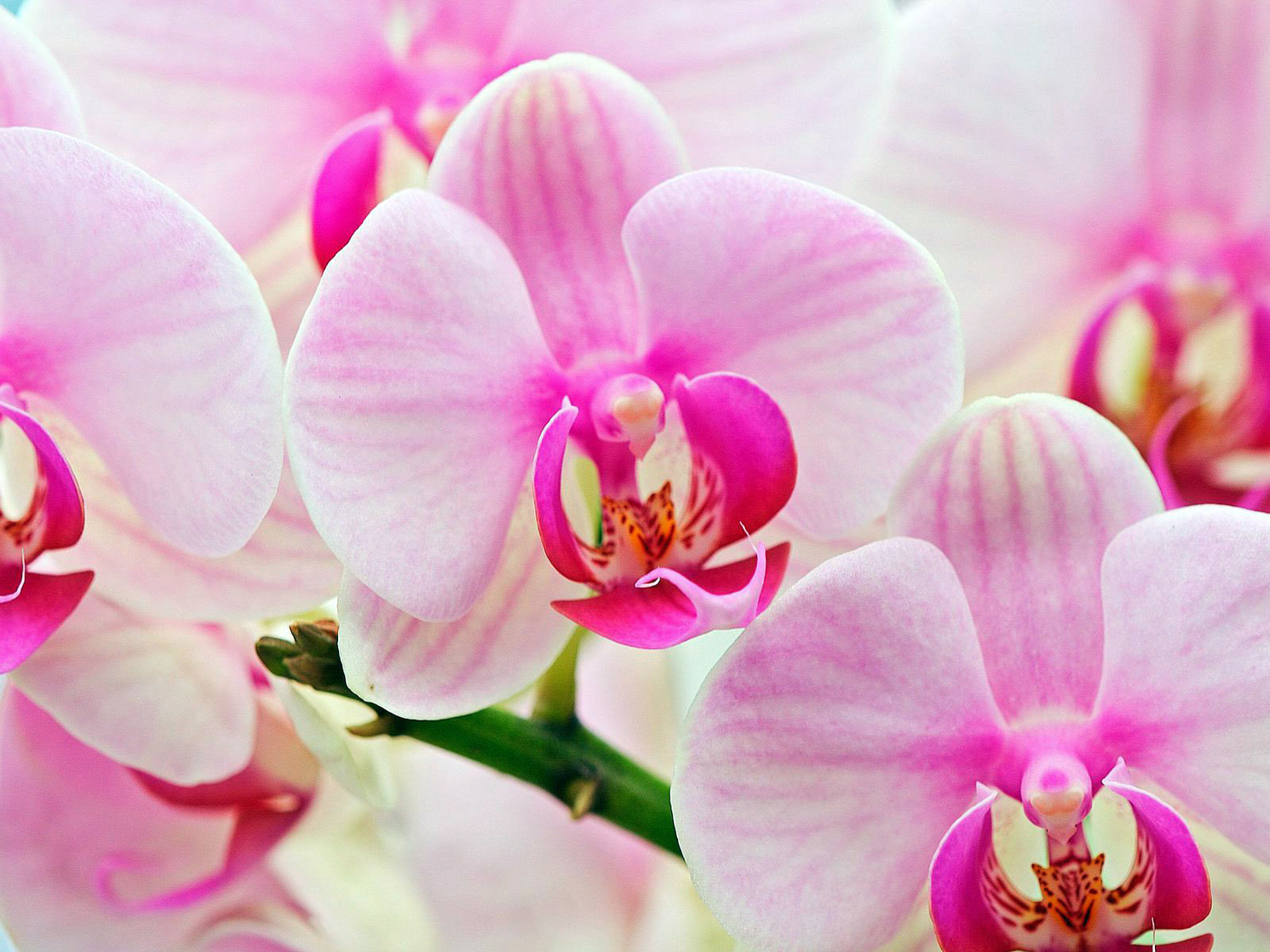 Orchids