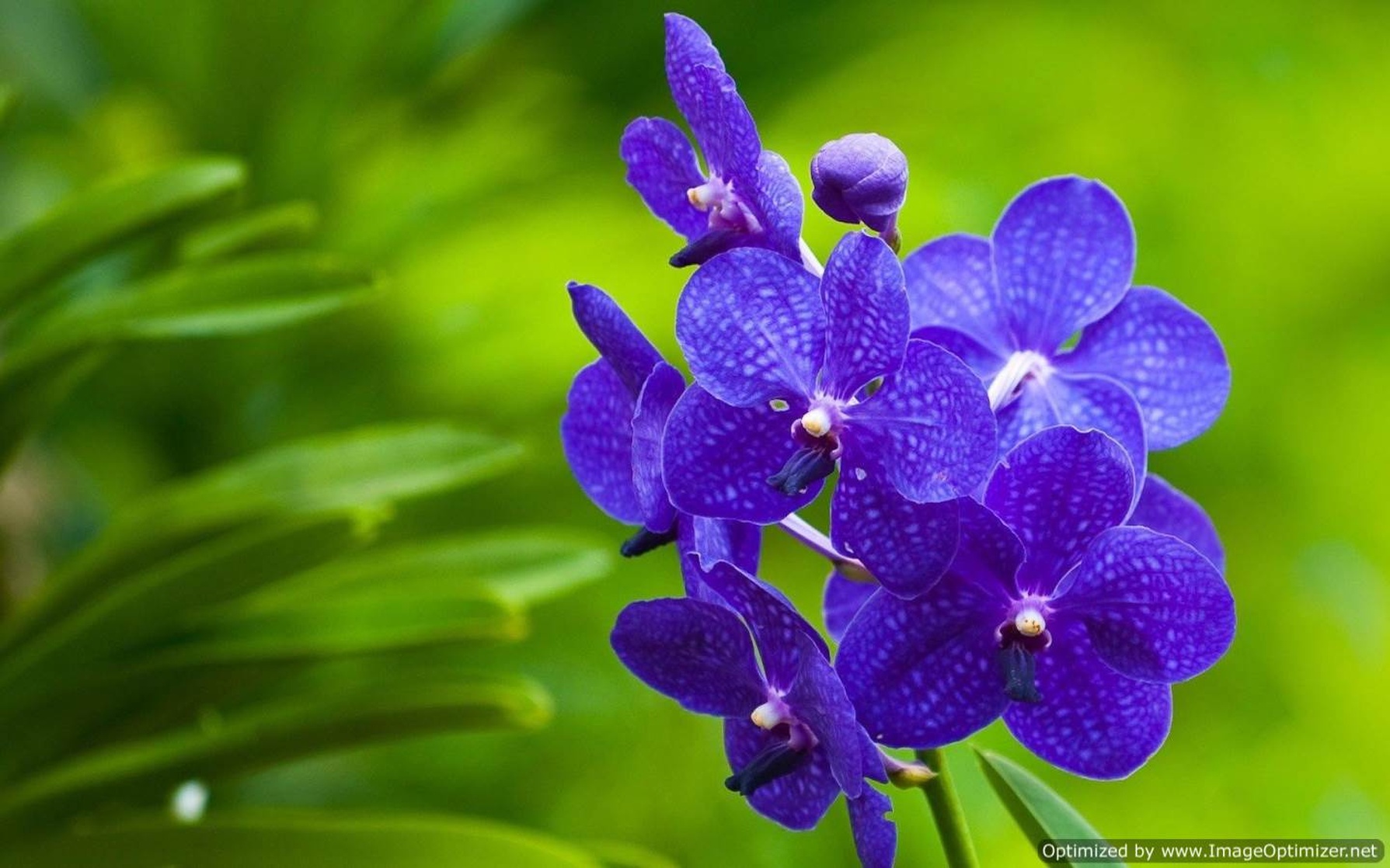 Orchids Orchids