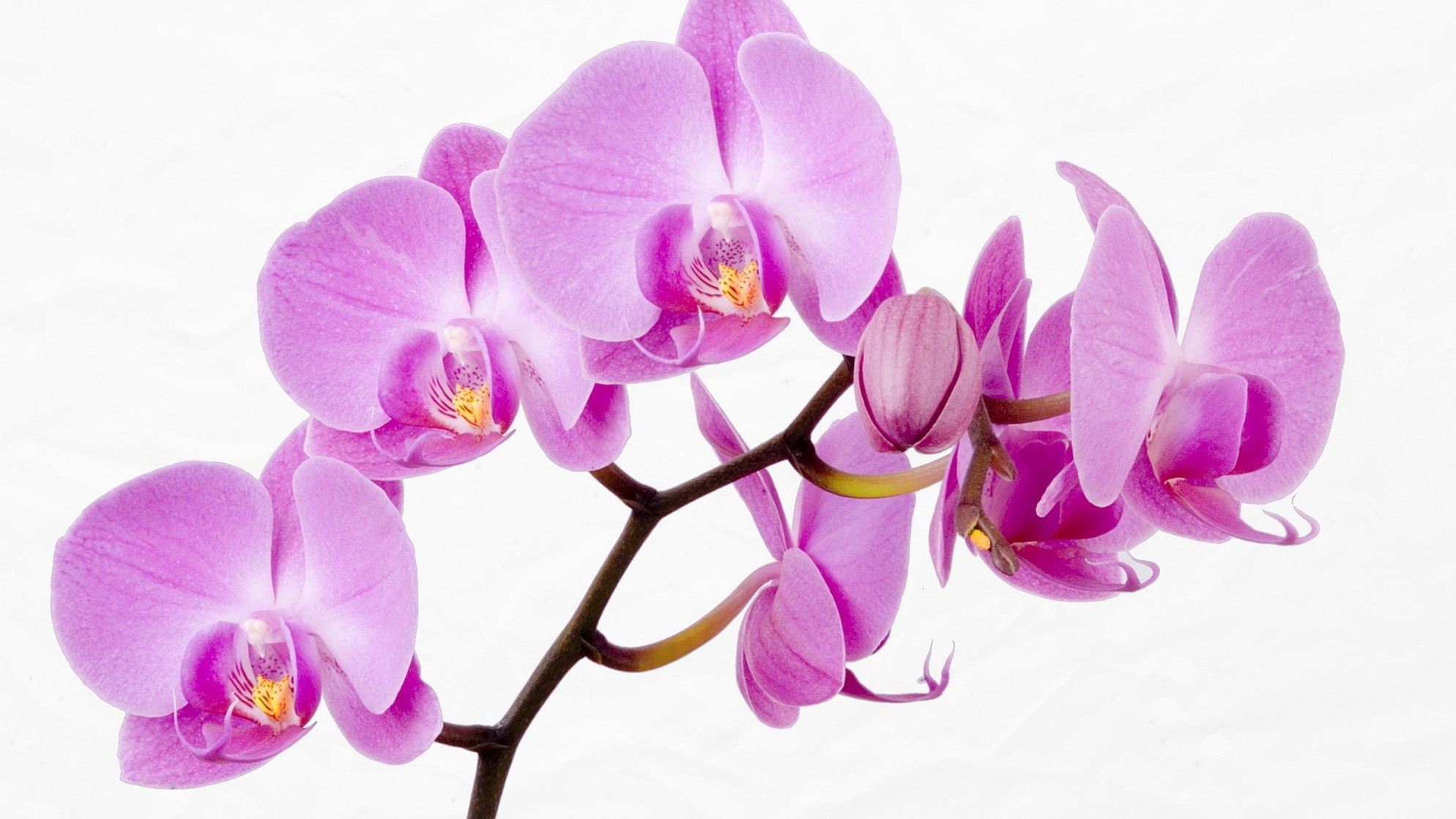 Orchids