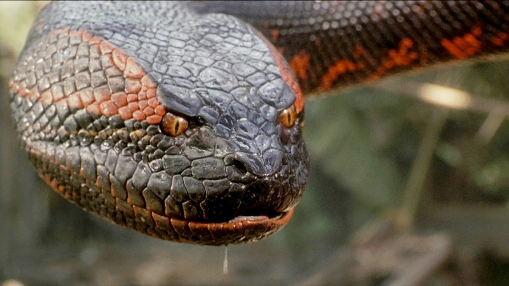 Anaconda